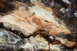 Polished Petrified Wood Slab - Cherry Creek, NV #123423-1